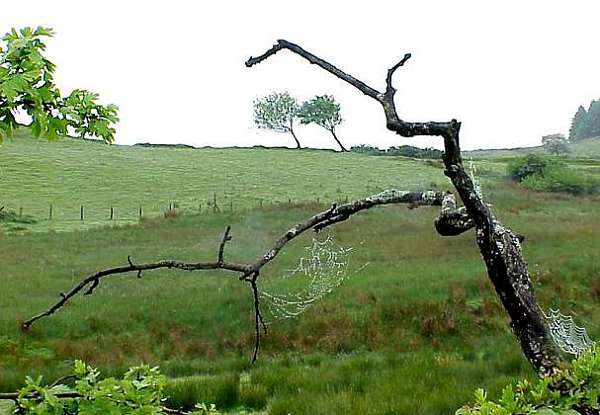 Dead tree with cobwebs