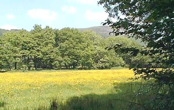Buttercups in meadow