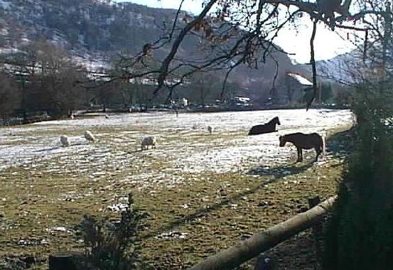 Animals grazing near the Gwyn Arms